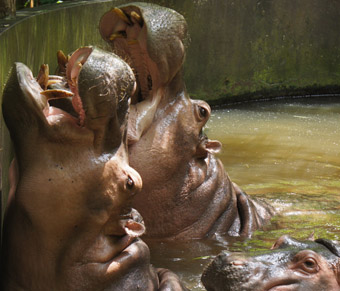 hippo